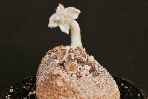 Sinningia leucotricha.jpg