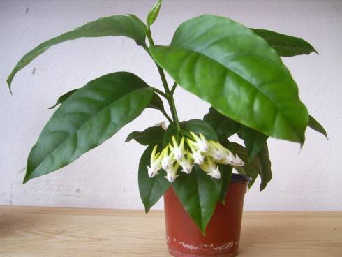 Hoya multiflora.jpg