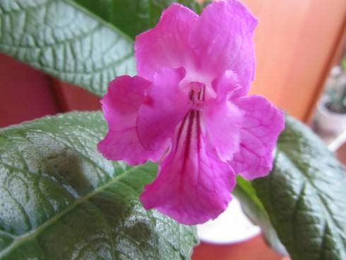 Wild Irish Rose.jpg