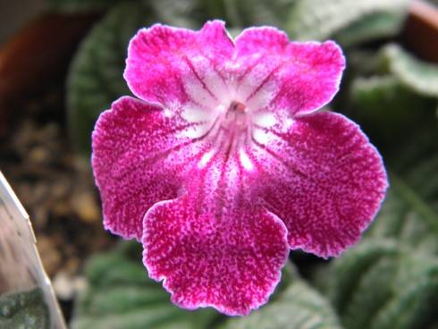 Bristol's Tiger Lily.jpg