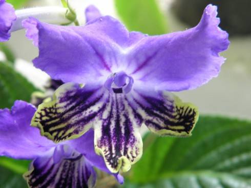 Petrei's El Hierro.jpg