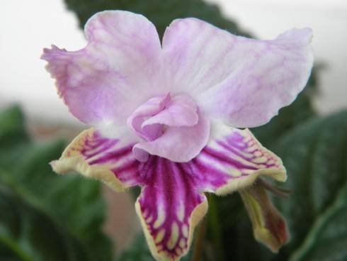 Petrei's Papilio.jpg