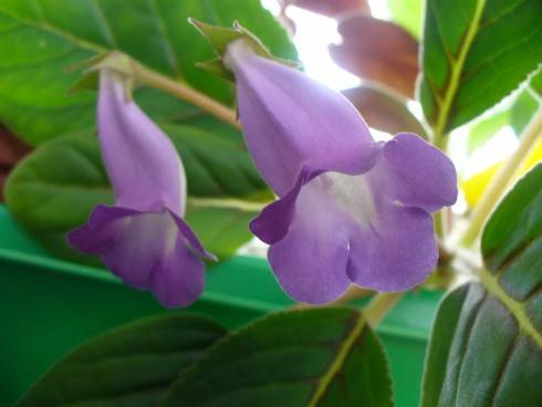 Sinningia speciosa Buzios.jpg