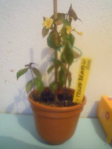 Yellow Beauty.jpg