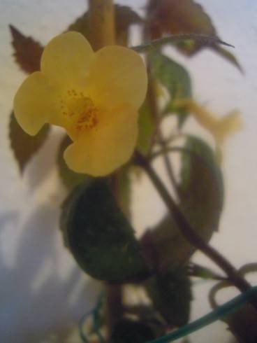 Yellow Beauty.jpg