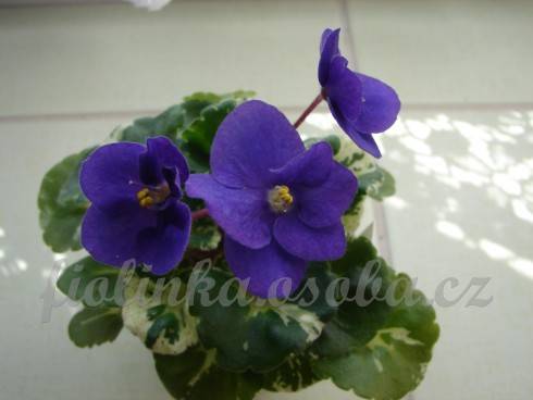 Shirl's Purple Passion.jpg