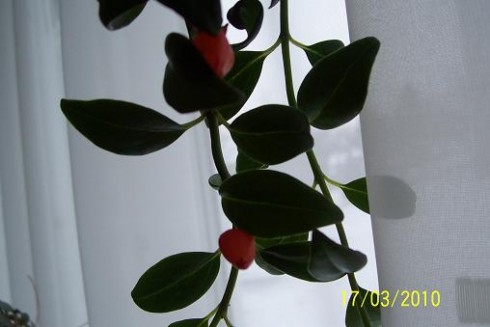 nematanthus.JPG (26.86 KiB) Zobrazeno 34053 x nematanthus.JPG