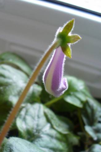 S. mini Purple II.JPG