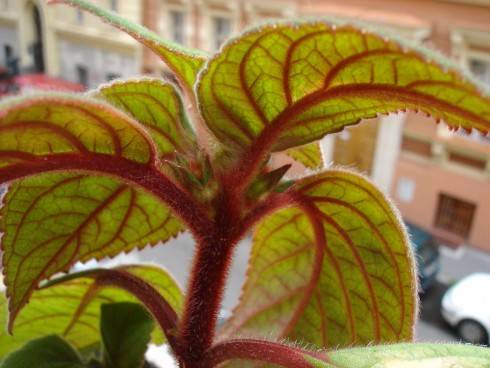 Kohleria eriantha_2.jpg