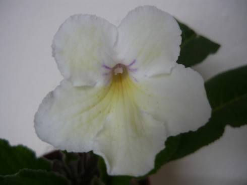 Alissa.jpg