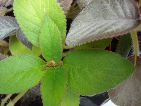 Kohleria spicata.jpg