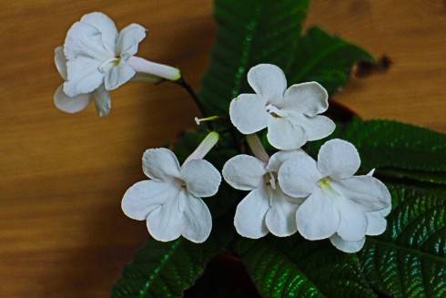 Bristol's Lily White.jpg