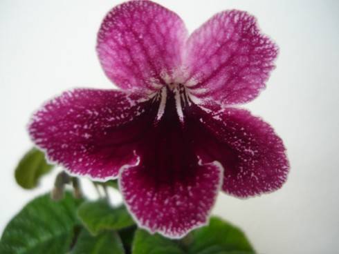 Victorian Valentine.jpg