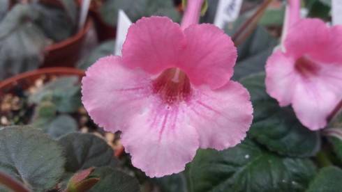SRG's Dream Pink.jpg