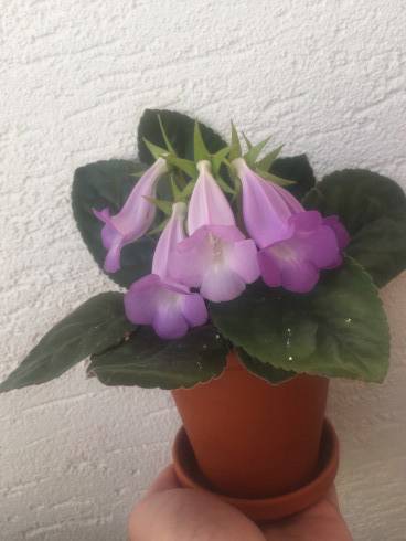 Sinningia speciosa Brasilia.jpg