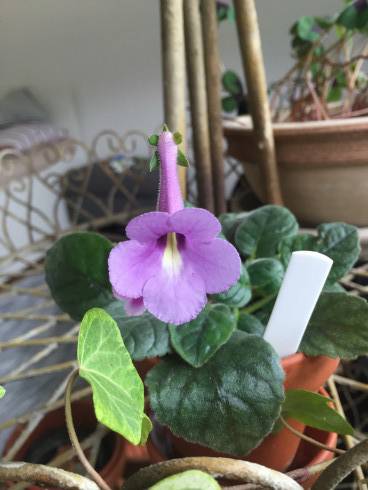 Mini Purple.jpg
