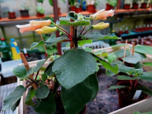 Peachy Propeller.jpg
