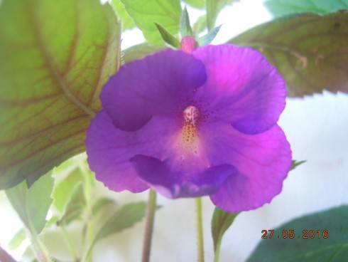 DSCN1387.JPG