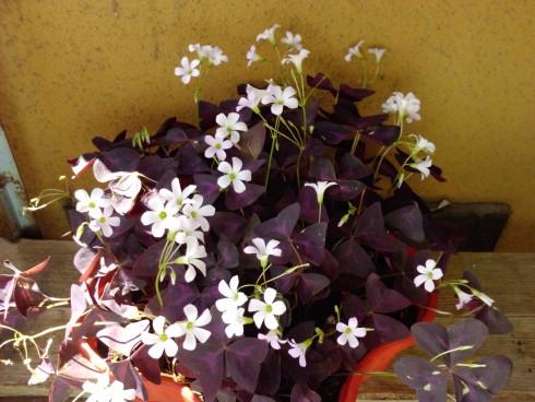 Oxalis.jpg