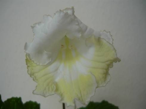 DS-Beloe Zoloto.jpg