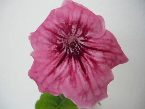 DS-Frantsuzkii Potselui.jpg