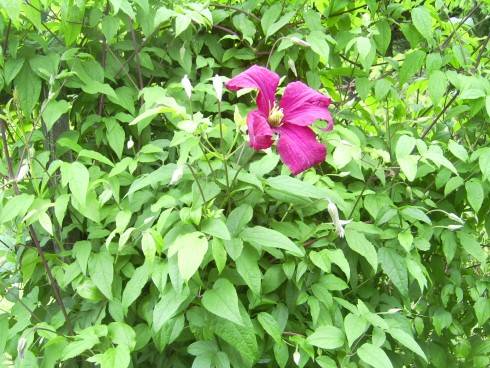 PIC_0337.JPG