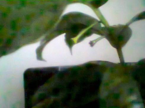 PIC_0371 Hoya multiflora.jpg