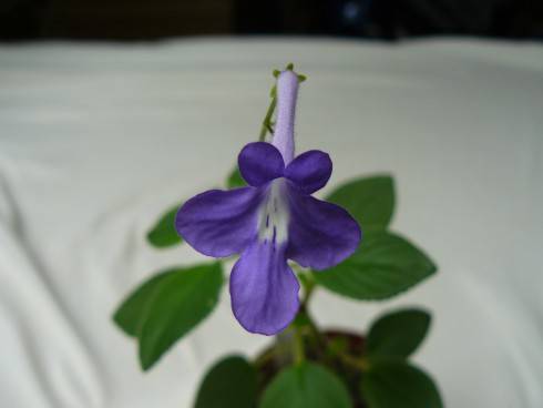 Streptocarpus saxorum.jpg