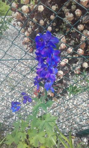 20160613_183313.jpg