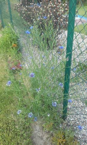 20160613_183326.jpg