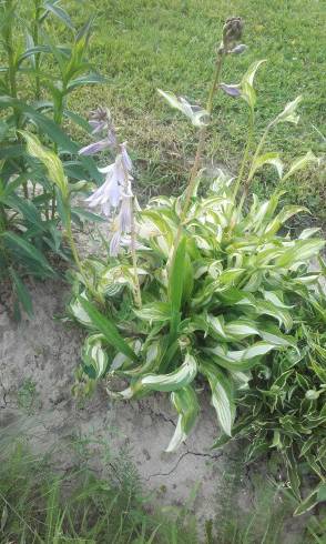 20160613_183438.jpg