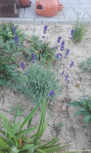 20160613_183533.jpg