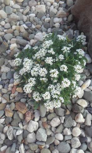 20160613_183740.jpg