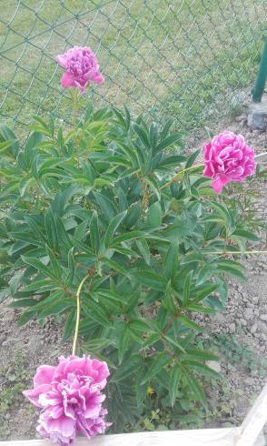 20160613_183805.jpg