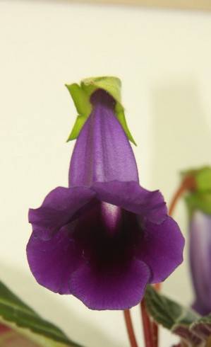 Sinningia speciosa hybr.jpg