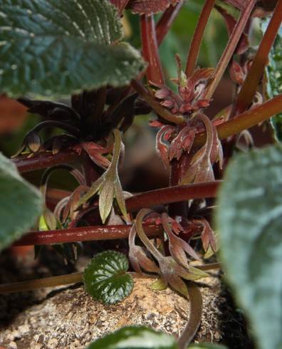 Sinningia eumorpha Saltao.jpg