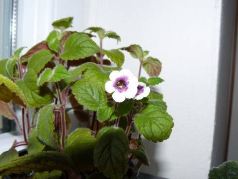 Achimenes misera.jpg
