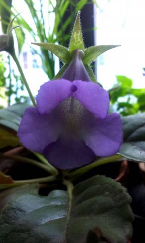 Sinningia speciosa hybr.jpg