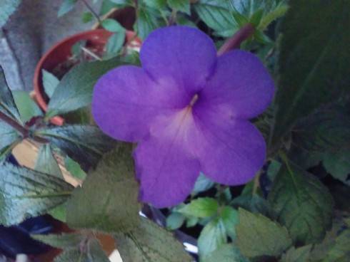 20160627_204208_Burst01.jpg