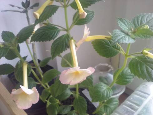 20160701_064926_Burst01.jpg