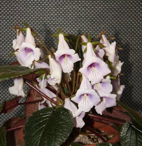 Sinningia eumorpha Saltao.jpg