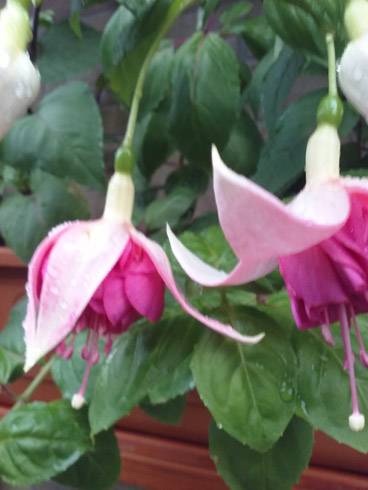 20160702_200745.jpg