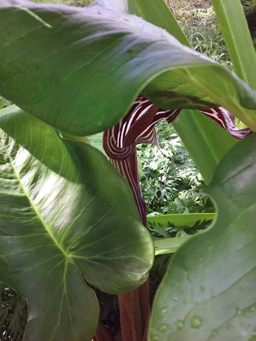 20160703_143815_Burst01.jpg