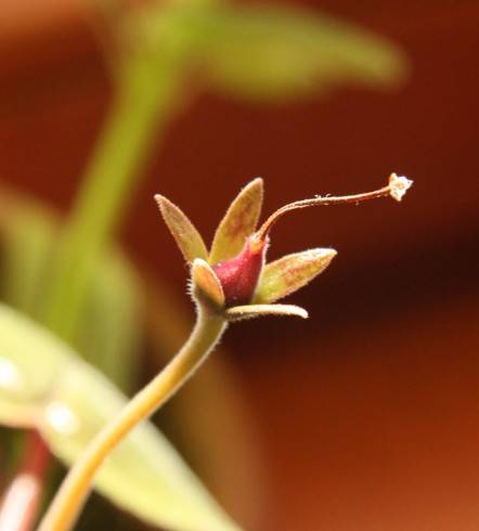 Sinningia eumorpha Saltao.jpg