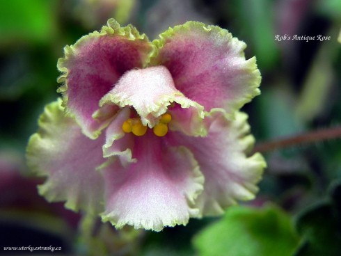 Rob's Antique Rose.jpg
