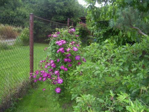 PIC_0510.JPG