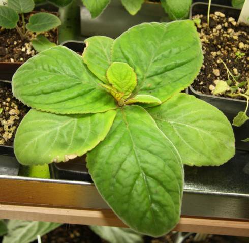 Sinningia macrophylla MP 1003.jpg