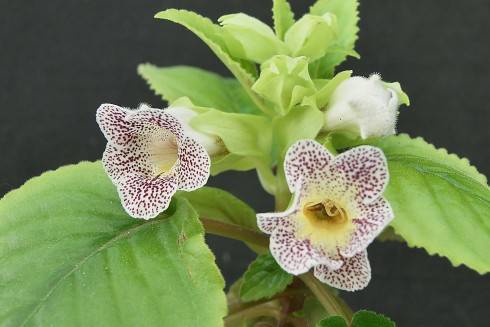 Sinningia guttata.jpg