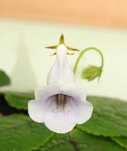 Sinningia eumorpha probably.jpg