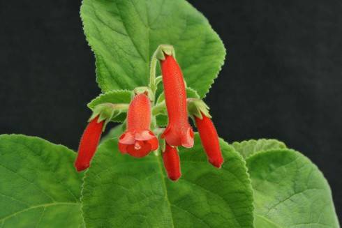 Sinningia cooperi x S. lineata.jpg